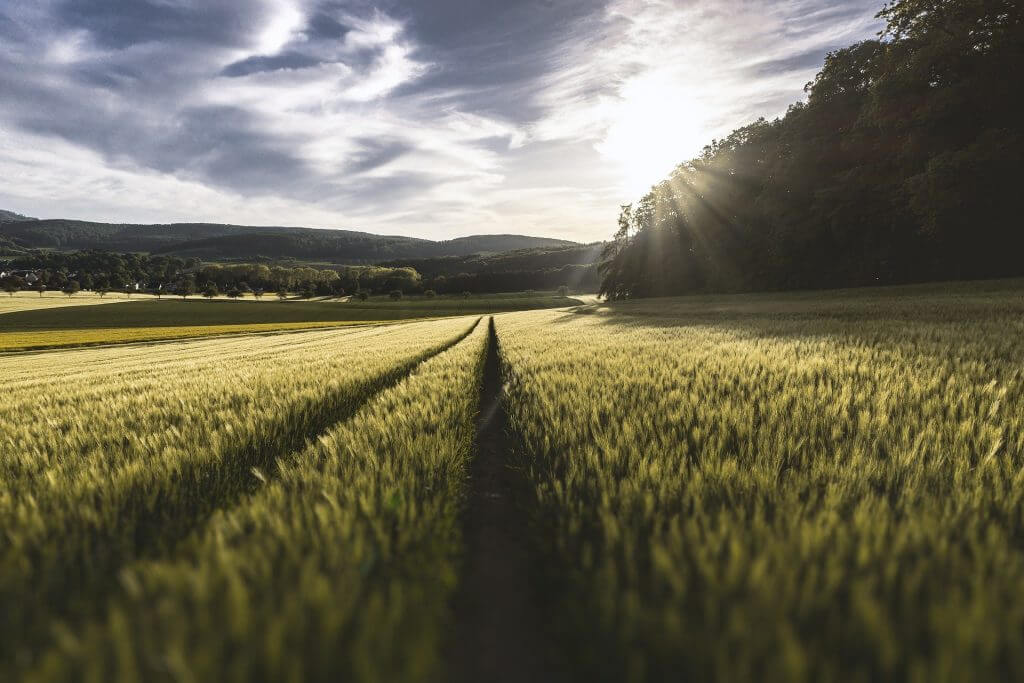 uprawa zboże rolnictwo agrotranshandel ath