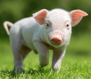 tuczniki zwierzęta świnki świnie warchlaki rolnictwo gospodarstwo agrotranshandel ath